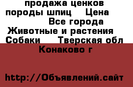 продажа ценков породы шпиц  › Цена ­ 35 000 - Все города Животные и растения » Собаки   . Тверская обл.,Конаково г.